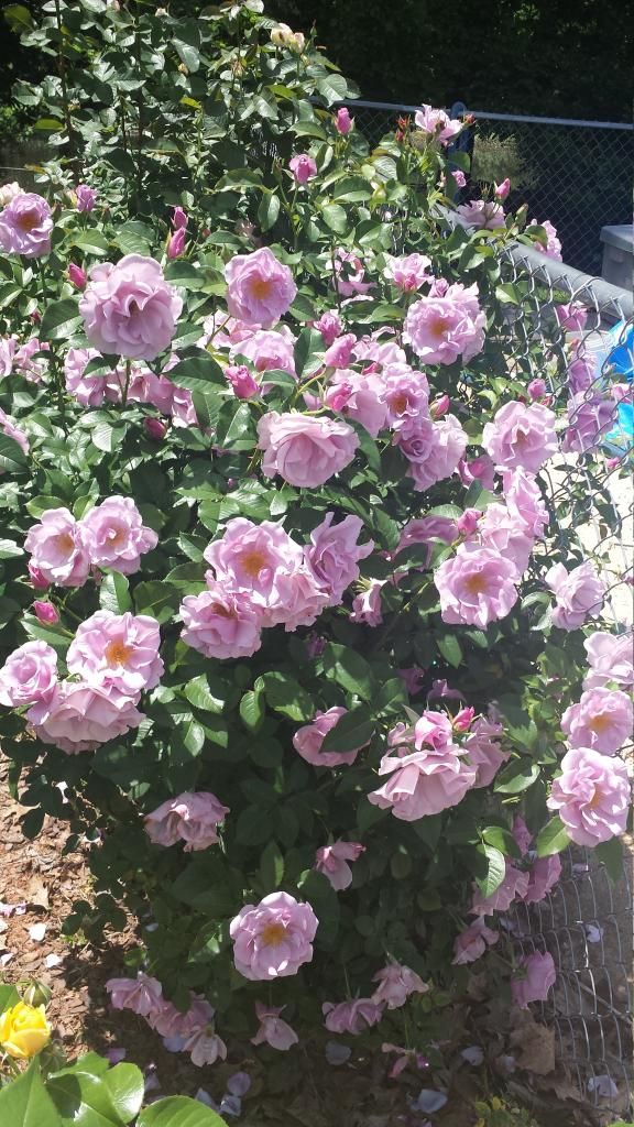  photo 20140517_141357_zpskz2xvp15.jpg